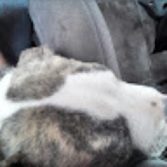 Meet your Posher, Whitney - Picture 1 of 1